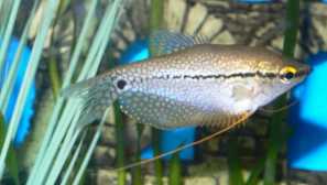 Co dělat, když ryby po celou dobu svědění?